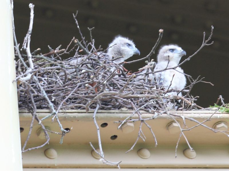 Two red-tailed hawk chicks look out from their bridge nest, 17 May 2018 (photo by Gregory M. Diskin)