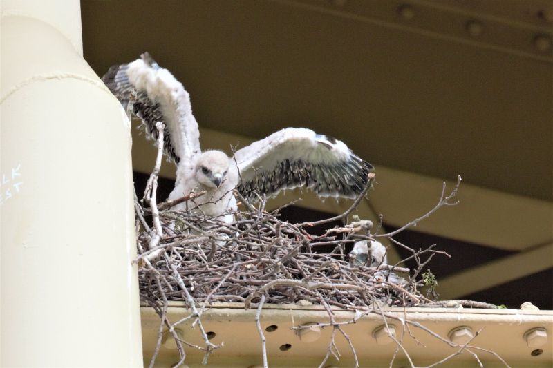 Red-tailed hawk chicks in a nest in Schenley Park, 18 May 2018 (photo by Gregory M. Diskin)