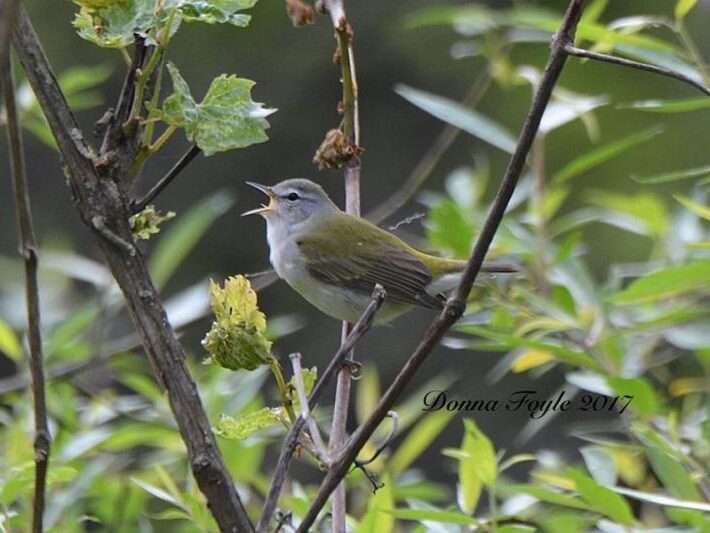 Tennessee warbler (photo by Donna Foyle)