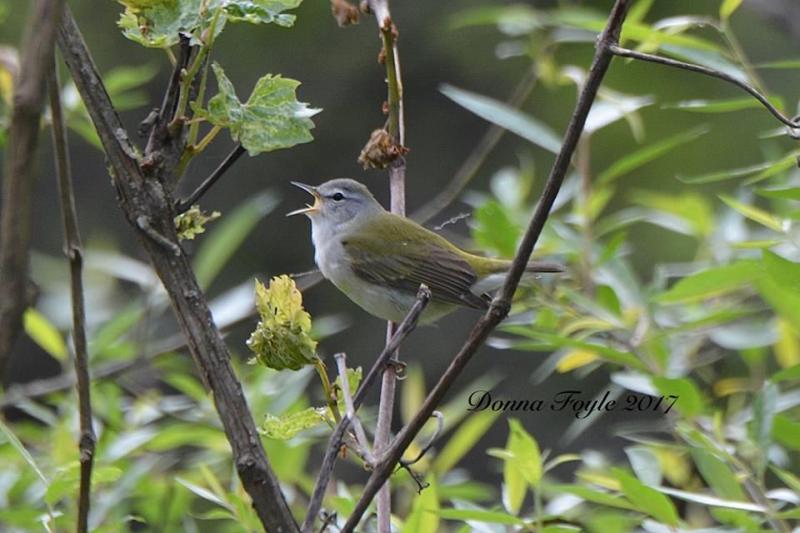 Tennessee warbler (photo by Donna Foyle)