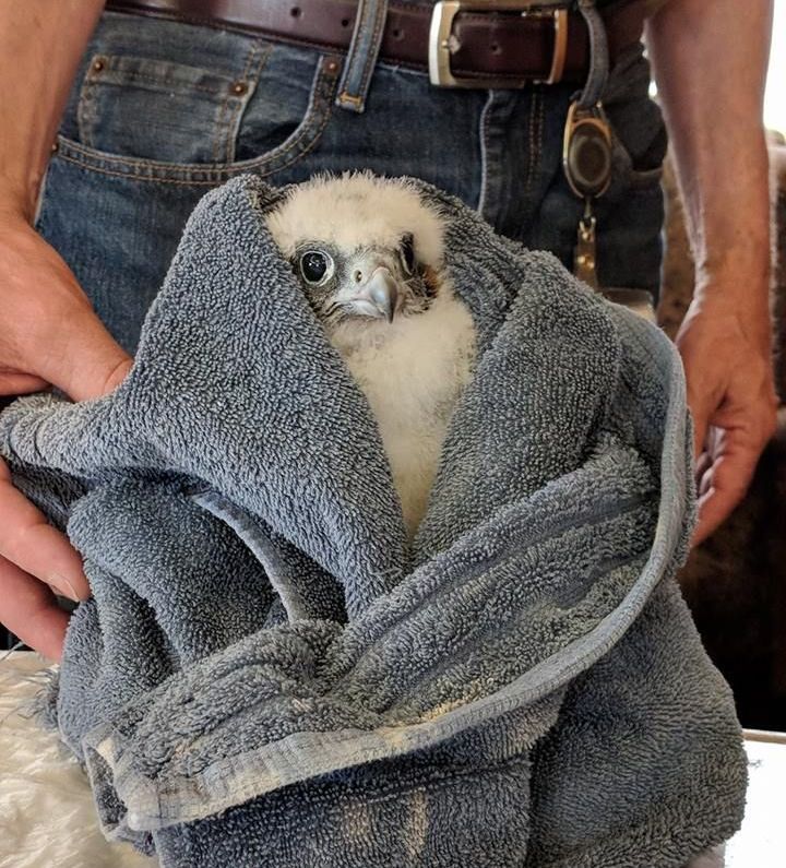 Pitt peregrine chick banded at Pitt today, 11 May 2018 (photo by Peter Bell)