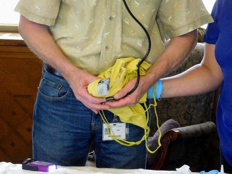 Peregrine chick gets a health checkup, 11 May 2018 (photo by John English)