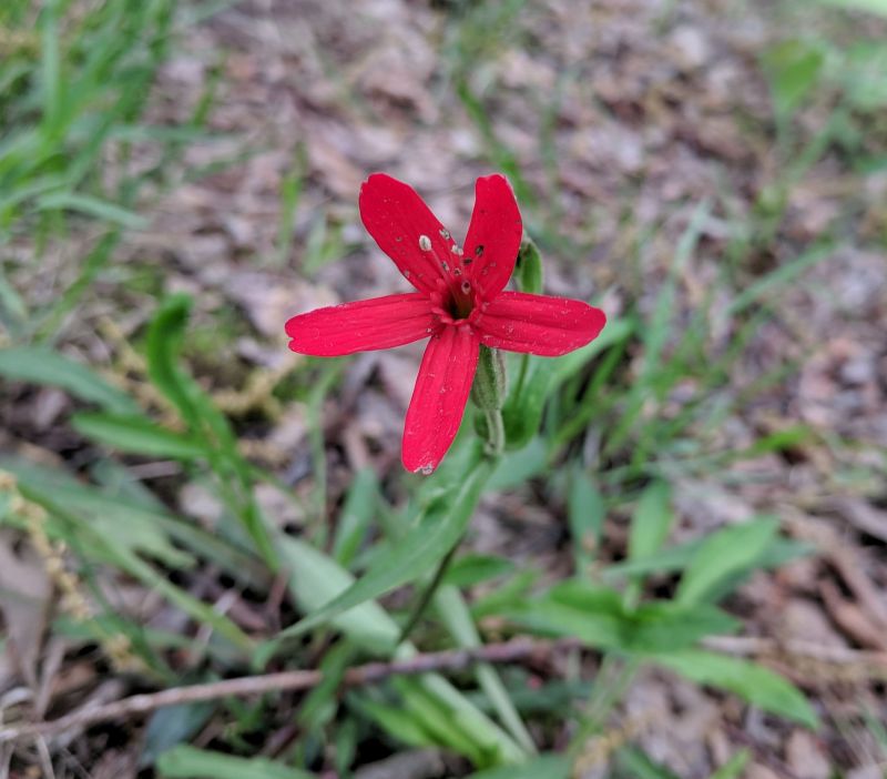 Fire pink, Harrison Hills Park, 12 May 2018 (photo by Kate St. John)