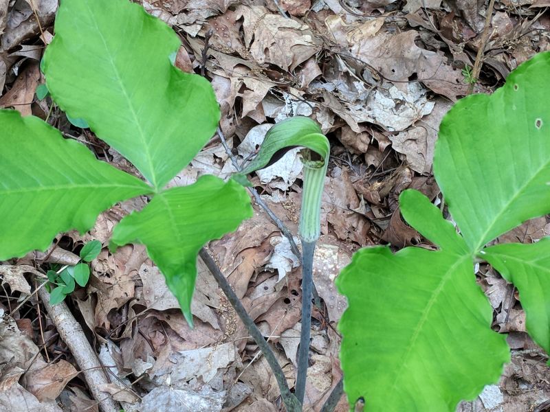 Jack in the Pulpit, Schenley Park, 18 May 2018 (photo by Kate St. John)