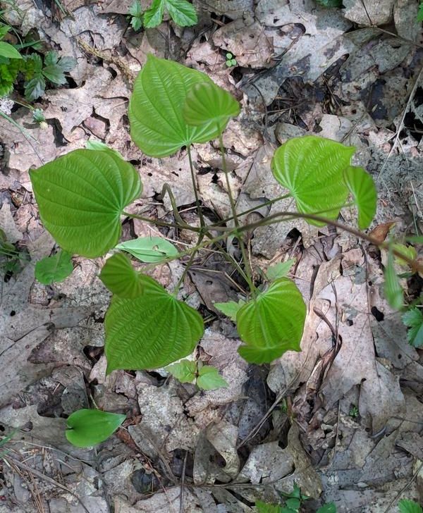 Mystery whorl of heart-shaped leaves, 24 May 2018 (photo by Kate St. John)