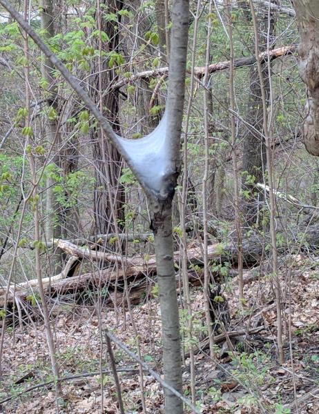 Tentworms on a small cherry tree, Schenley Park, 3 May 2018 (photo by Kate St. John)