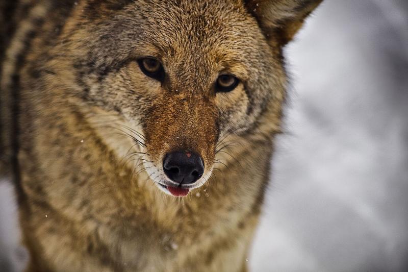 Eastern coyote (photo by ForestWander via Wikimedia Commons)
