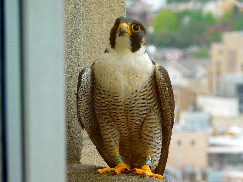 Hope is vigilant before the banding, 11 May 2018 (photo by John English)