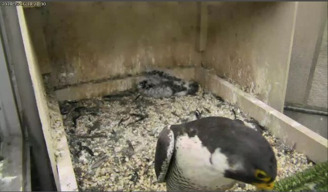 Hope looks at the chick in the gully, 16 May 2018 (photo from the National Aviary falconcam at Univ. of Pittsburgh)