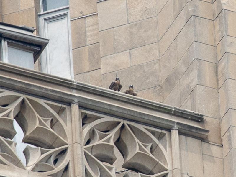 Two youngsters on the railing, 27 May 2018 (photo by Peter Bell)