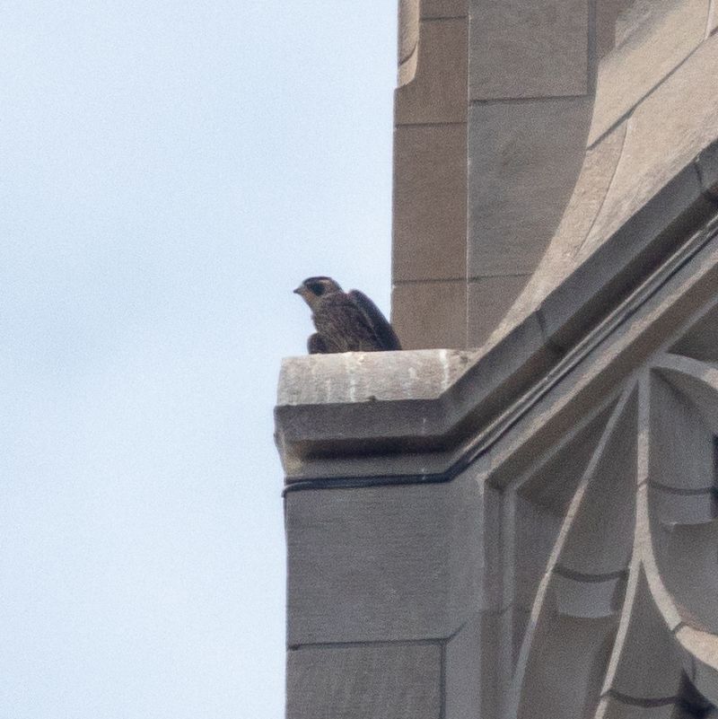 Juvenile peregrine on 38SE stone peak at the Cathedral of Learning (photo by Peter Bell)