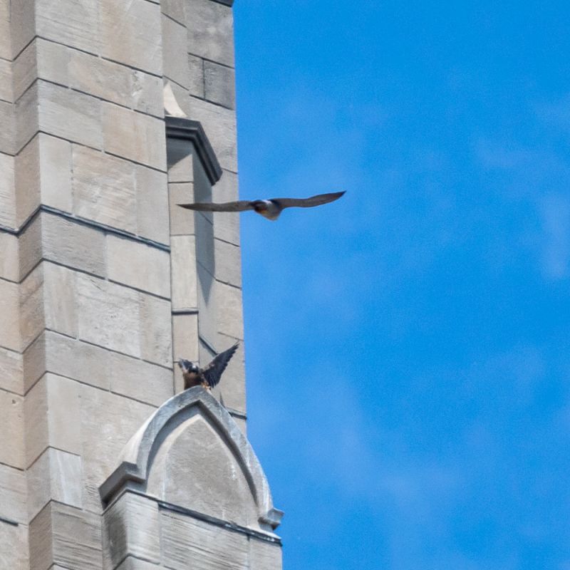 Young fledgling flaps his wings as his mother flies by (photo by Peter Bell)