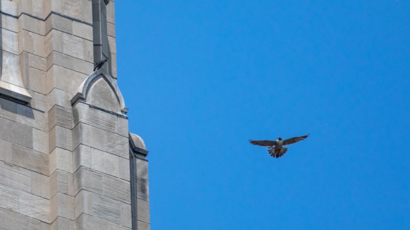 Hope flies by her fledgling: "I'm looking at you" 29 May 2018 (photo by Peter Bell)