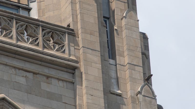 Pitt peregrines: two juveniles near the nest -- one flown, one to go (photo by Peter Bell)