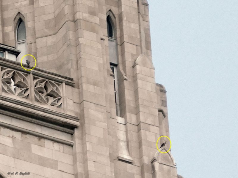 Two juvenile peregrines, one flew and one to go (photo by John English)