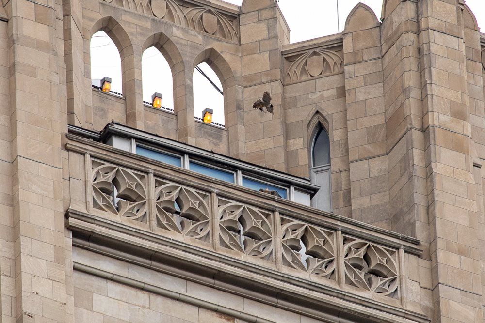 Three peregrines in one photo, 30 May 2018 (photo by Peter Bell))