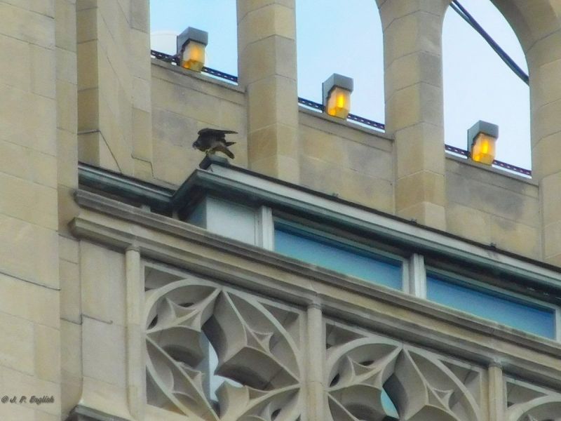 Fledgling #1 on the Babcock Room roof, 30 May 2018 (photo by John English)