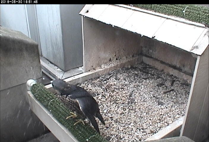 Pitt peregrine youngster is ready to go, 30 May 2018 (photo from the National Aviary snapshot camera at Univ of Pittsburgh)