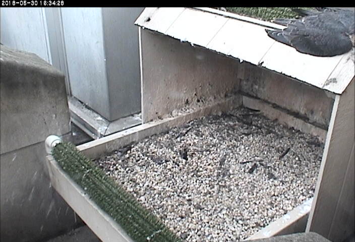 Pooped out young peregrine takes a nap on top of the nestbox, 30 May 2018, 4:30pm (photo from the National Aviary falconcam at Univ of Pittsburgh)