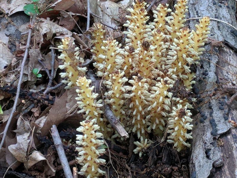 Squawroot, Schenley Park, 18 May 2018 (photo by Kate St. John)