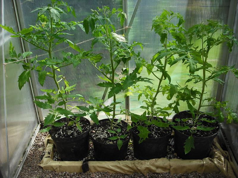 Tomato plants in a "ring culture" (photo from Wikimedia Commons)