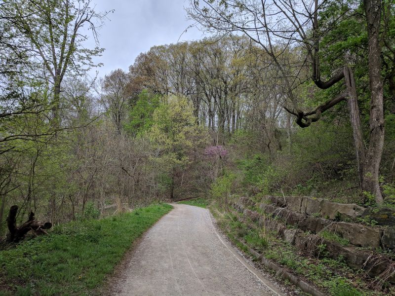 The trees have leaves and flowers at last, Schenley Park, 4 May 2018 (photo by Kate St. John)