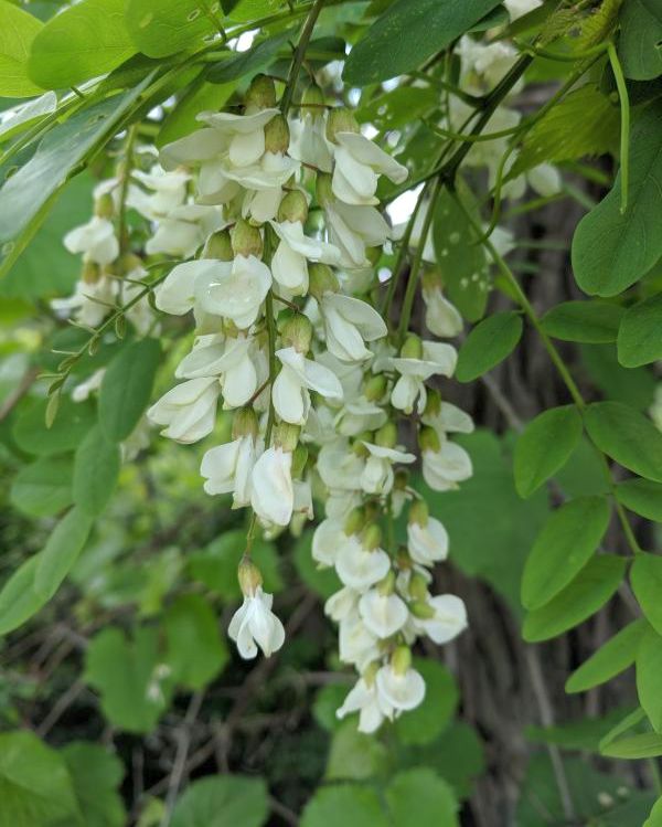 Black locust flowers, 17 May 2018 (photo by Kate St. John)