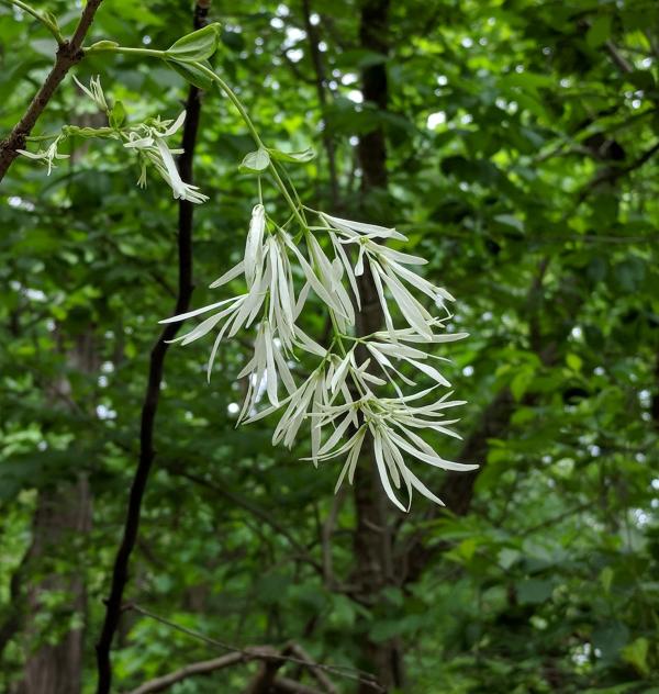 One flower of a fringetree in Schenley Park, 18 May 2018 (photo by Kate St. John)