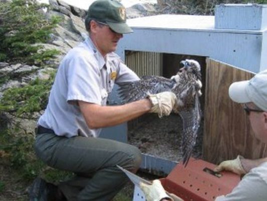 Peregrine chick being placed in hack box (photo by NPS via Center for Conservation Biology)