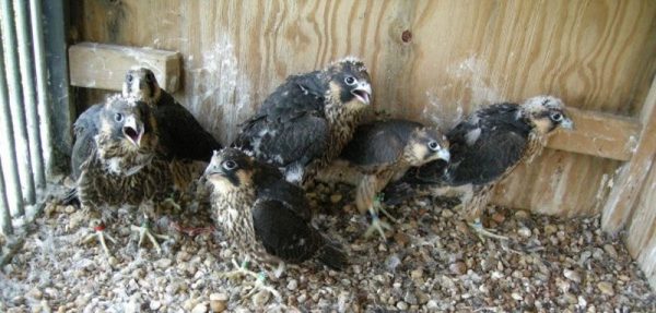 Peregrine chicks in hack box (photo by NPS via Center for Conservation Biology website)