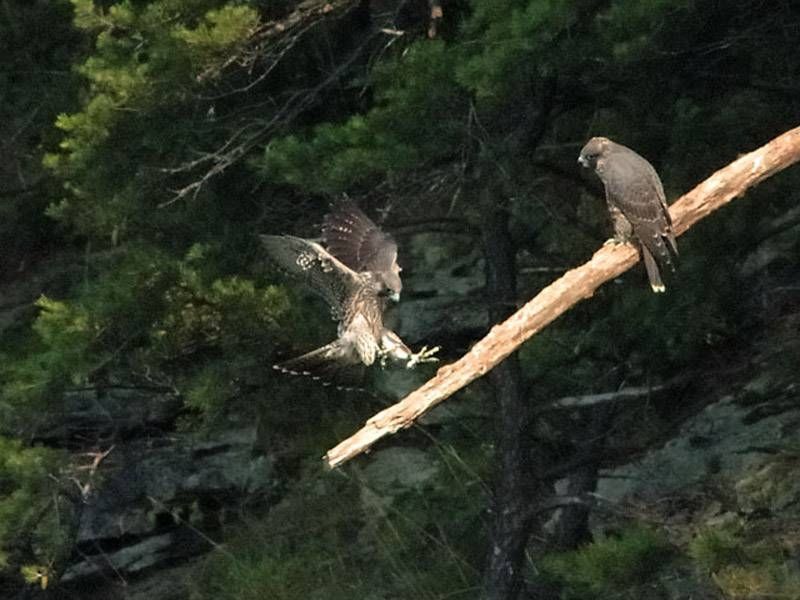 Young peregrines flying before they disperse from the hack site (photo from National Park Service)