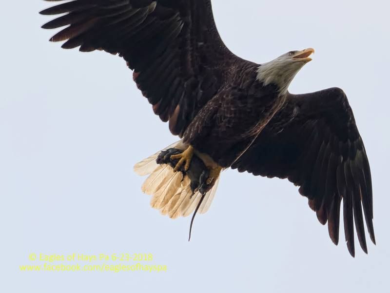 Hays bald eagle female returns with a rat to feed her fledgling, H8, 23 June 2018 (photo by Dana Nesiti)