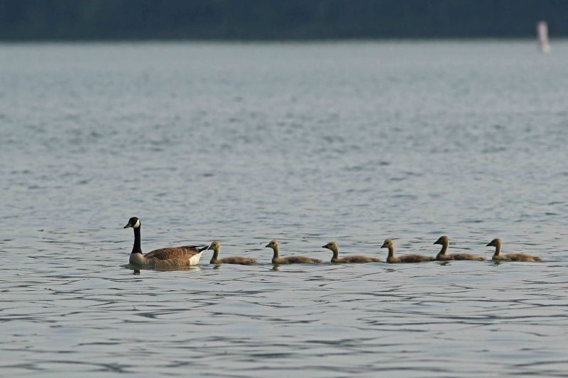 Family of Canada geese, late May 2018 (photo by Lauri Shaffer)