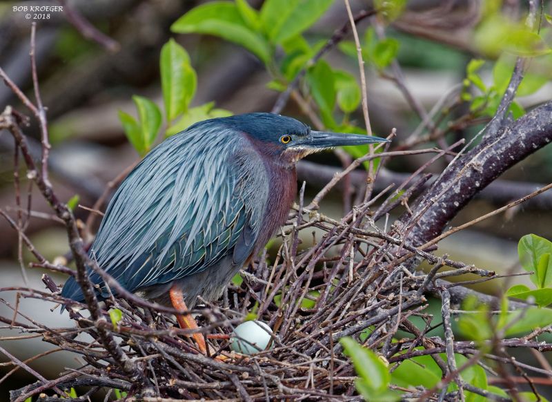 Green heron nesting in Florida, March 2018 (photo by Bob Kroeger)