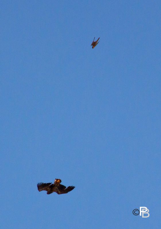 Dorothy stoops on an immature bald eagle, 6 June 2012 (photo by Peter Bell)