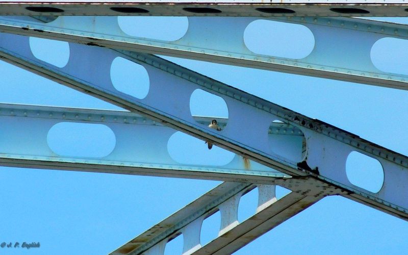 Adult peregrine perched on the Elizabeth Bridge, 3 June 2018 (photo by John English)