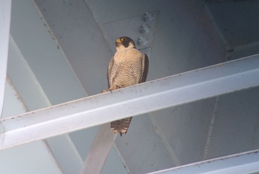 Adult peregrine at Graff Bridge, Manorville, 7 June 2018 (photo by Kate St. John)