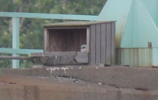 Peregrine nestlings at Tarentum, June 2018 (photo by Amber Van Strien)