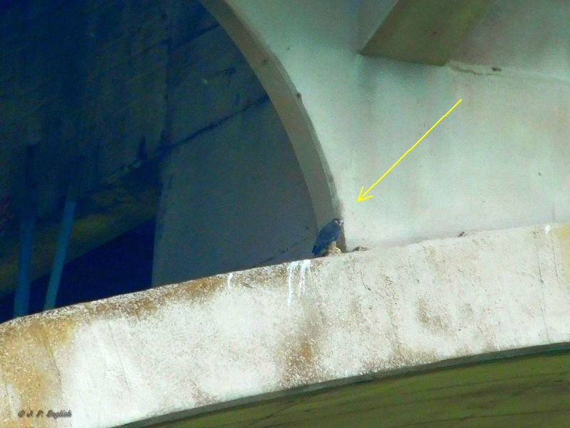 Young peregrine ledge walking at Westinghouse Bridge, 3 June 2018 (photo by John English)