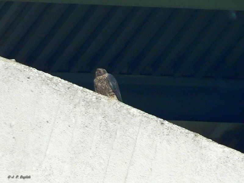 With his head turned away to look at his mother, juvenile peregrine shows the "eye spots" on the back of his head, 3 June 2018 (photo by John English)