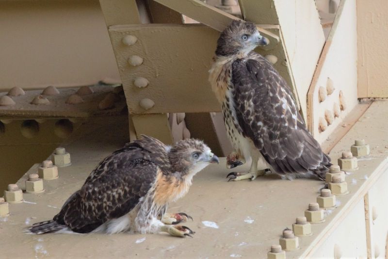 Young red-tailed hawks in Schenley Park, almost ready to fly, 2 June 2018 (photo by Gregory Diskin)