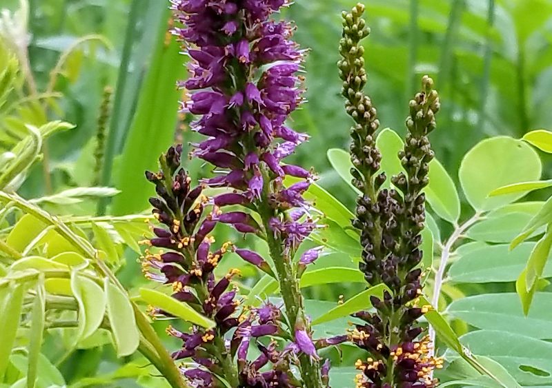 False Indigo (Amorpha fruticosa), Washington County, PA, 2 June 2018 (photo by Dianne Machesney)