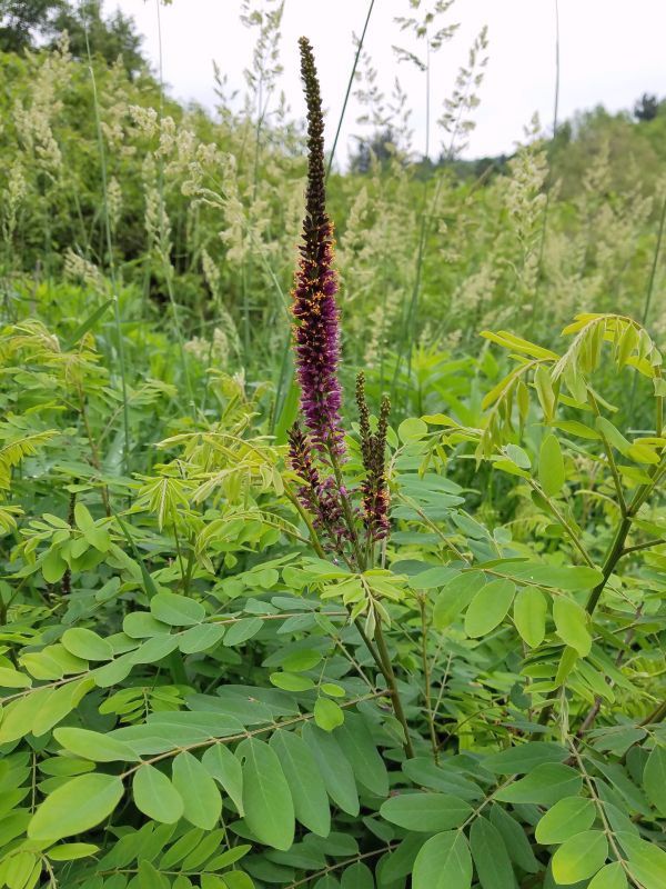 False Indigo (Amorpha fruticosa), Washington County, PA, 2 June 2018 (photo by Dianne Machesney)