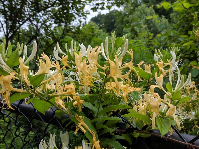 Honeysuckle flowers, yellow and white, 31 May 2018 (photo by Kate St. John)