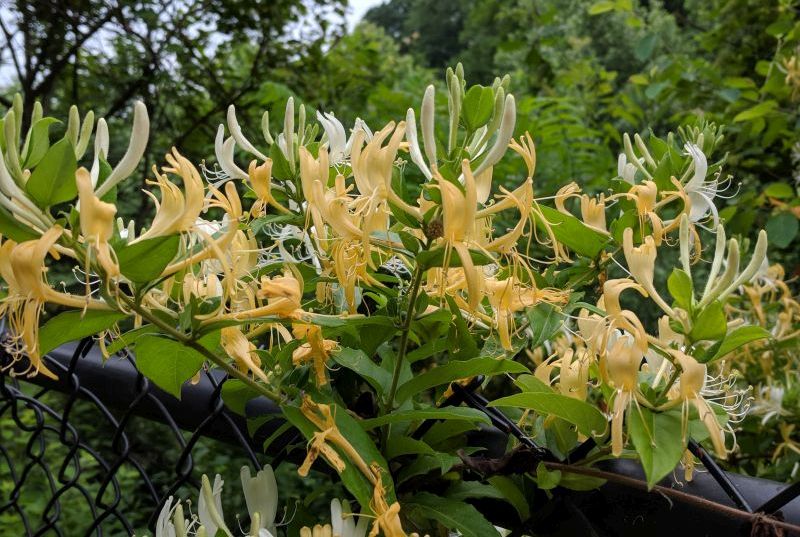 Honeysuckle flowers, yellow and white, 31 May 2018 (photo by Kate St. John)