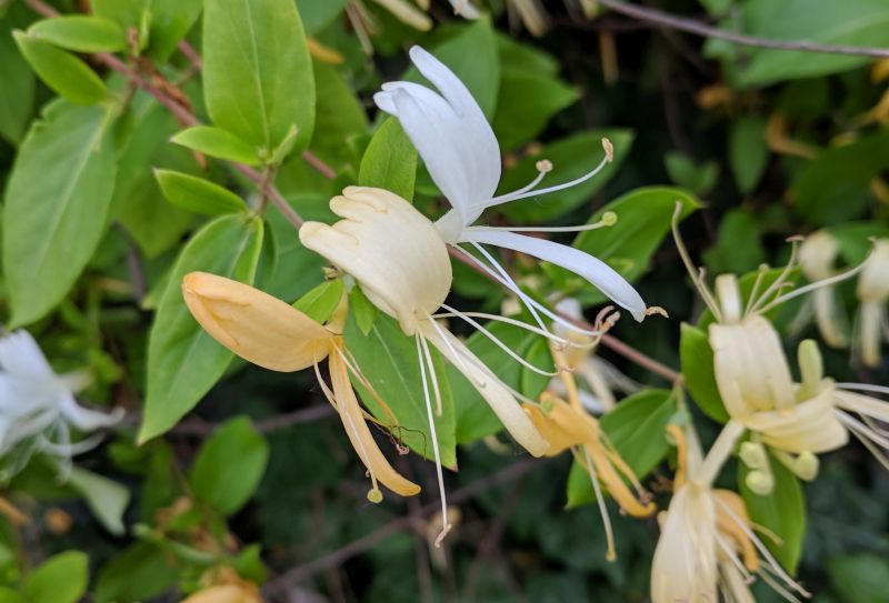 Three honeysuckle flowers: gold, turning-gold, and white (photo by Kate St. John)