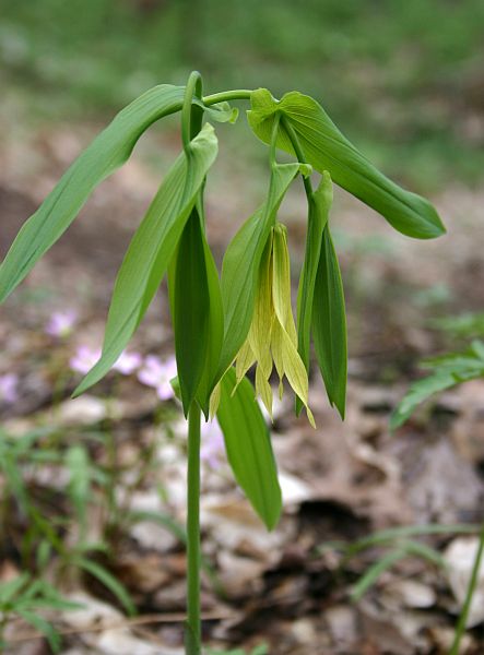 Large-flowered bellwort in bloom (photo by Kate St. John)