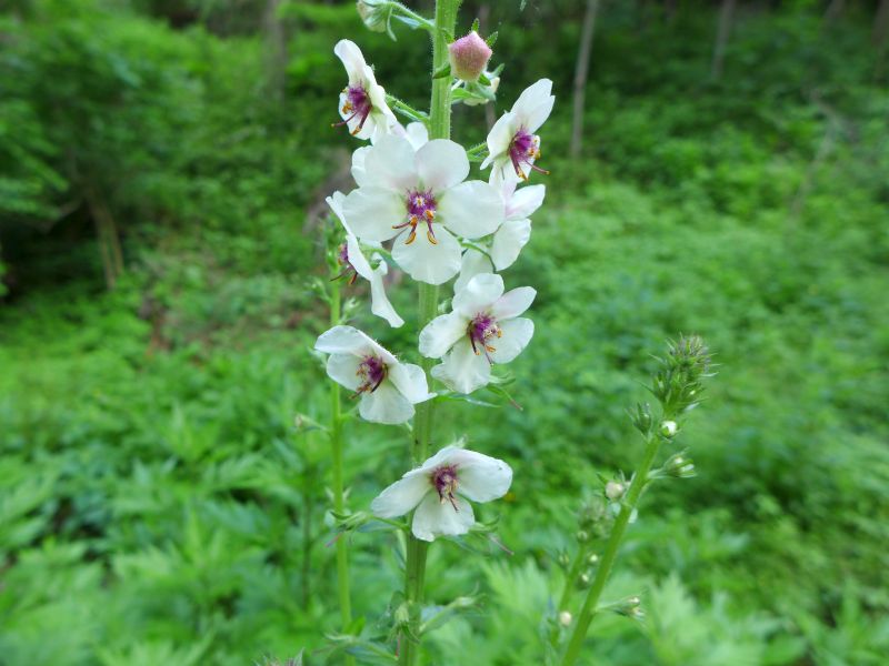 Moth mullein (photo by Kate St. John)