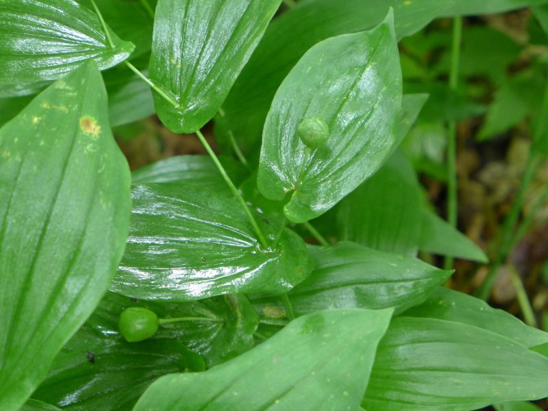 Fruit is forming on Large-flowered Bellwort, 29 June 2014 (photo by Kate St. John)