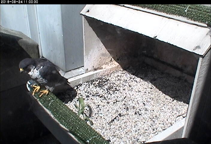 Hope perches near a plant growing in the nestbox at the Cathedral of Learning, 24 June 2018 (photo from the National Aviary snapshot camera at Univ of Pittsburgh)